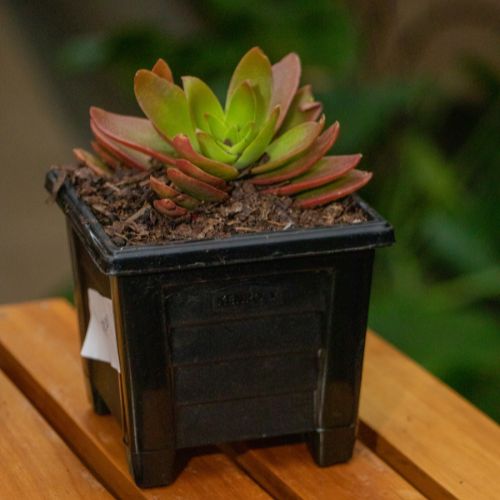 Square Planters