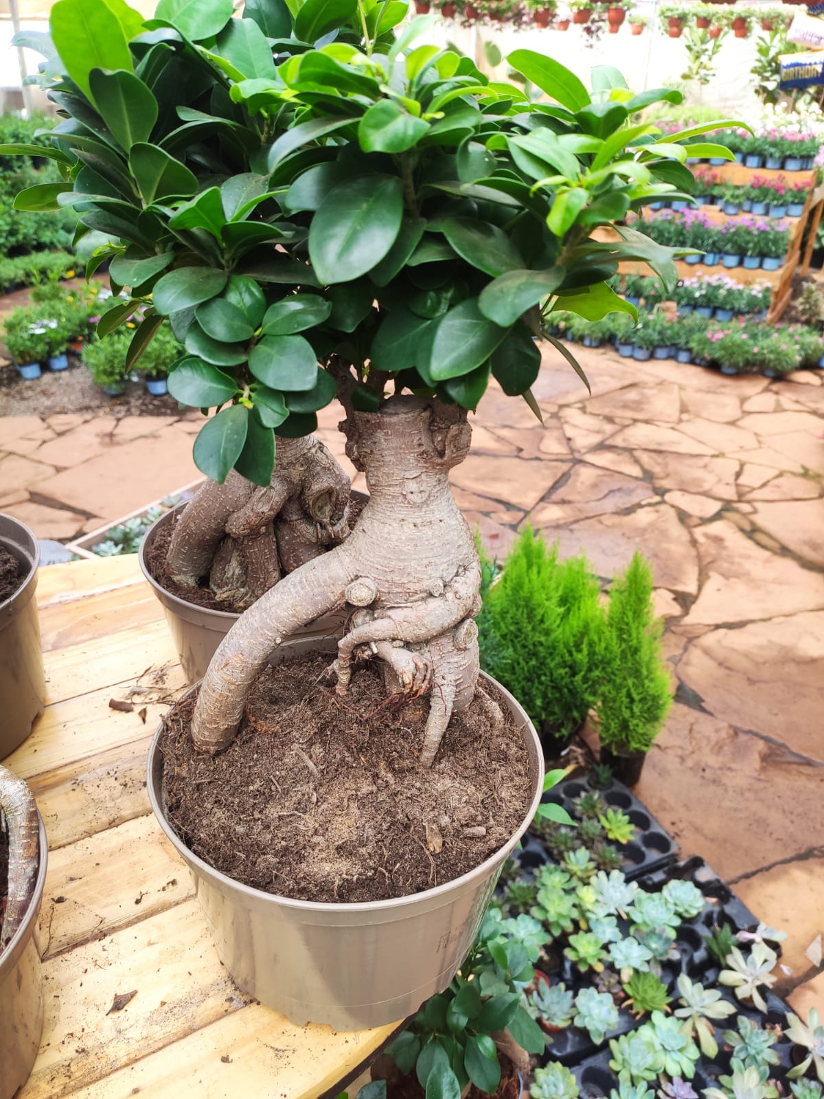 Bonsai tree