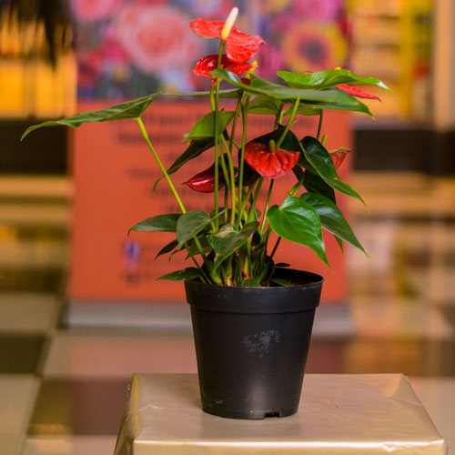 Anthurium Plant