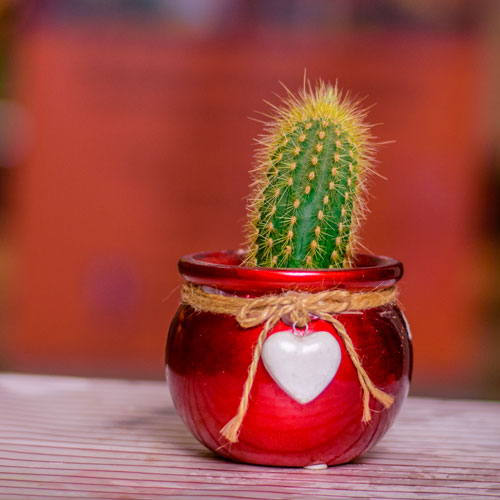 Cactus Plant