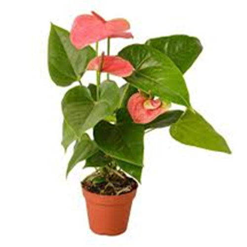 Anthurium