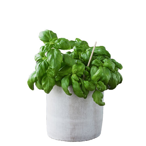 Basil