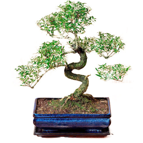 Bonsai tree