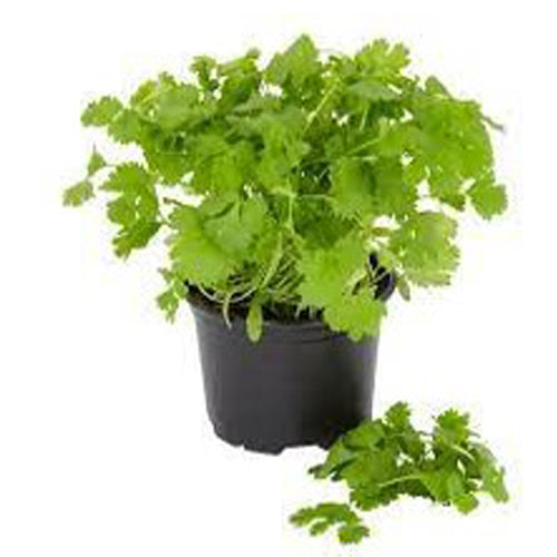 Coriander