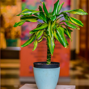Plants