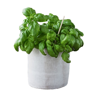 Herbs