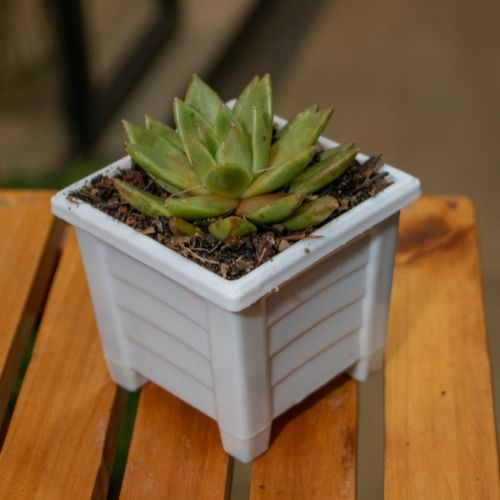 Square Planters