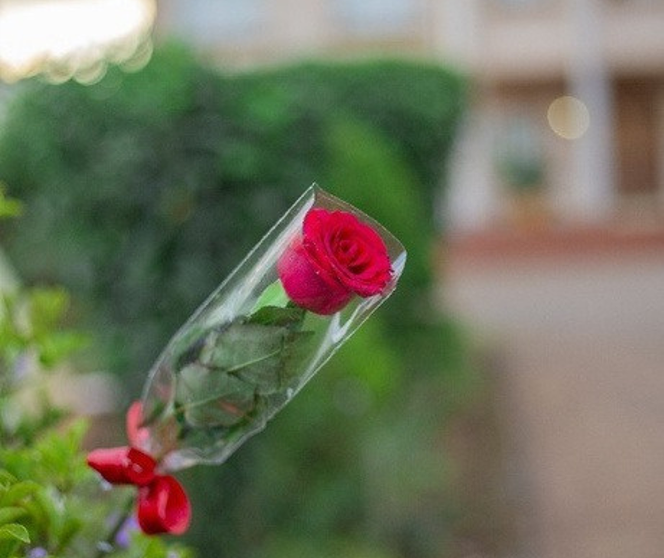 Send Premium Rose Stem Same-Day Delivery Nairobi