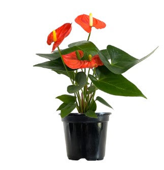 Anthurium Plant