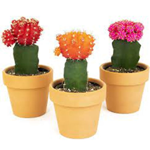 Colored Cactus