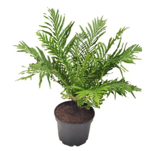 Ferns