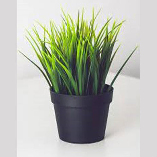 Lemon grass