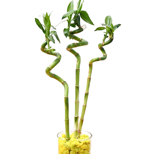 Lucky Bamboo