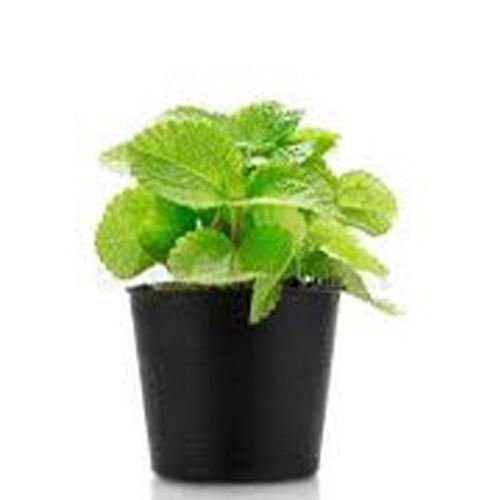 Mint