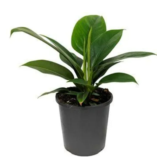 Philodendron erubescens (Imperial green)