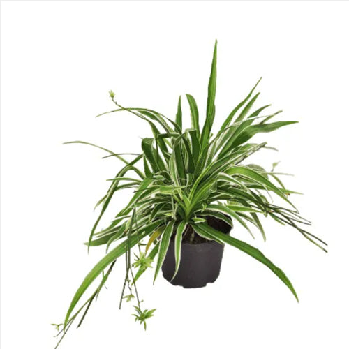 Ficus Benjamina