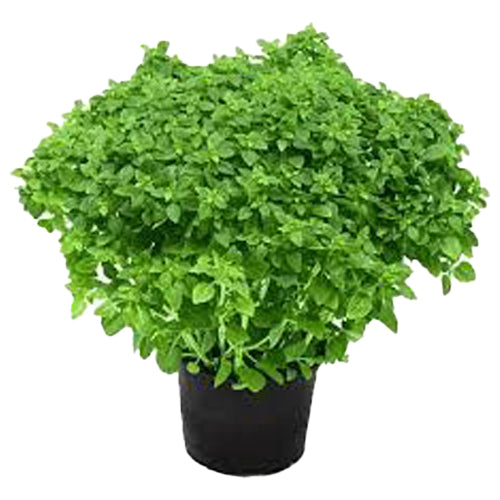 Oregano